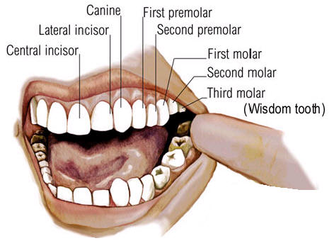 what are the canine teeth called